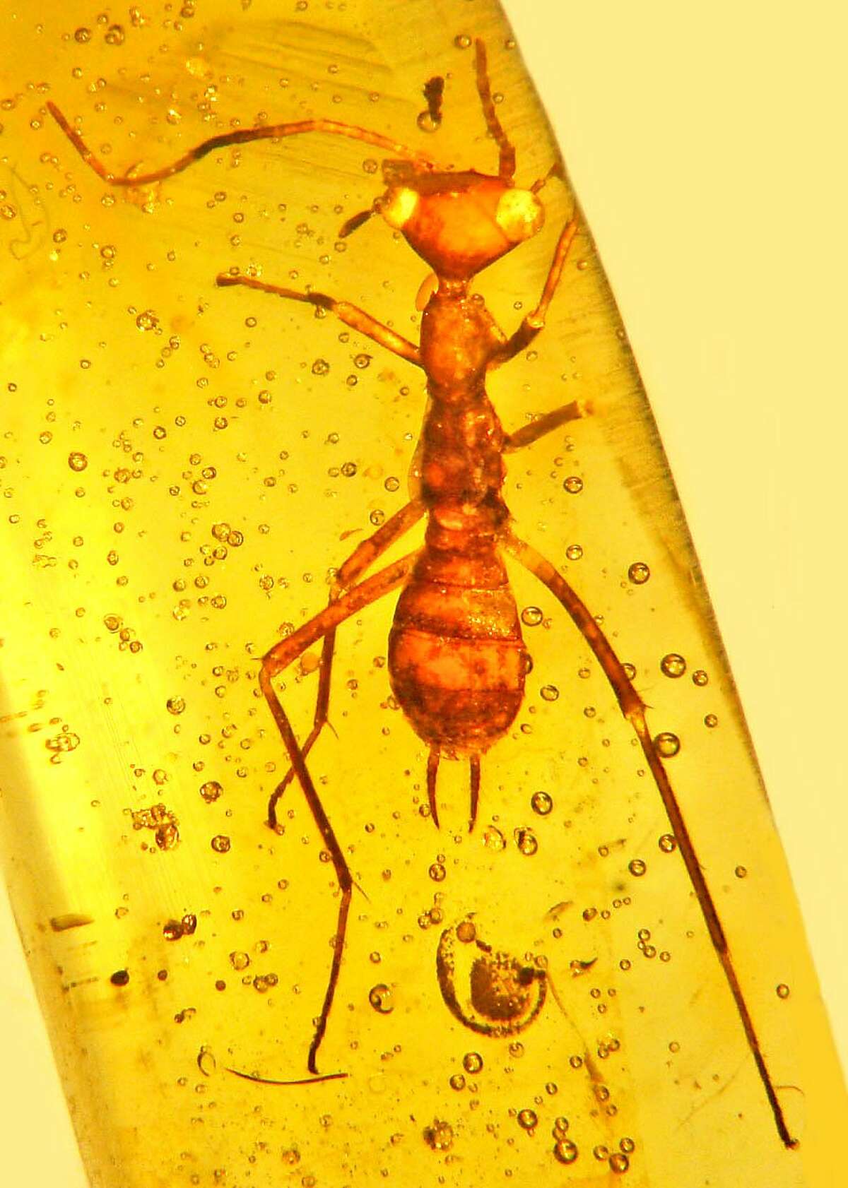 A mystery insect trapped in amber for 100 million years has caught the interest of scientists and the California Academy of Sciences in San Francisco.
