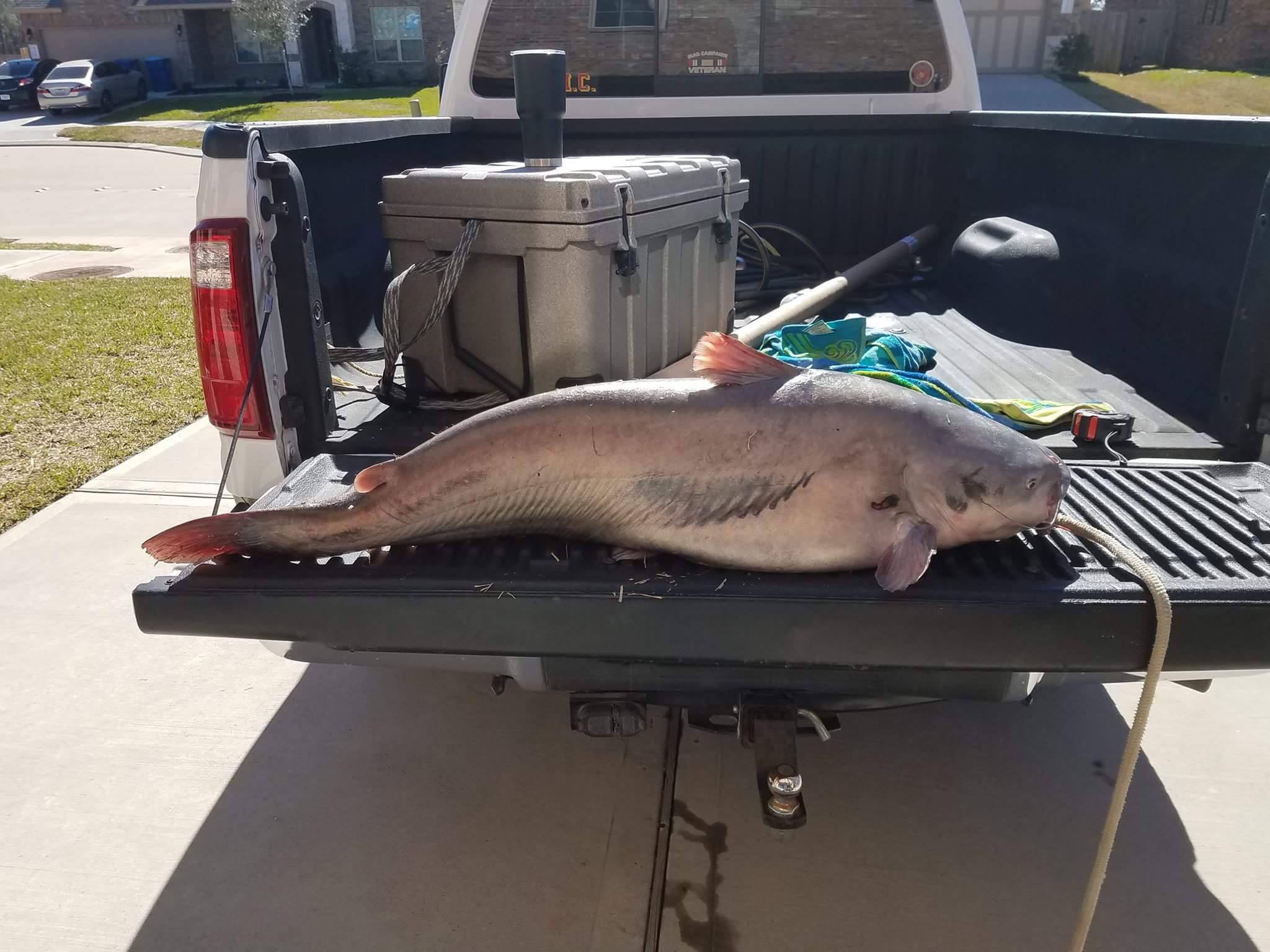 Houstonarea fisherman nabs huge 54 lb catfish on Lake Conroe