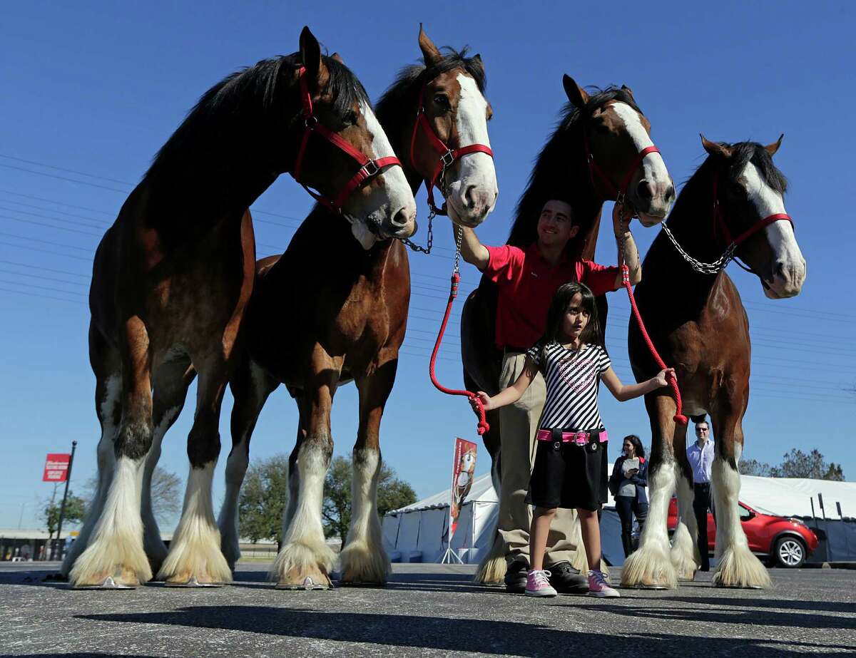 Hot Pick Budweiser Clydesdales