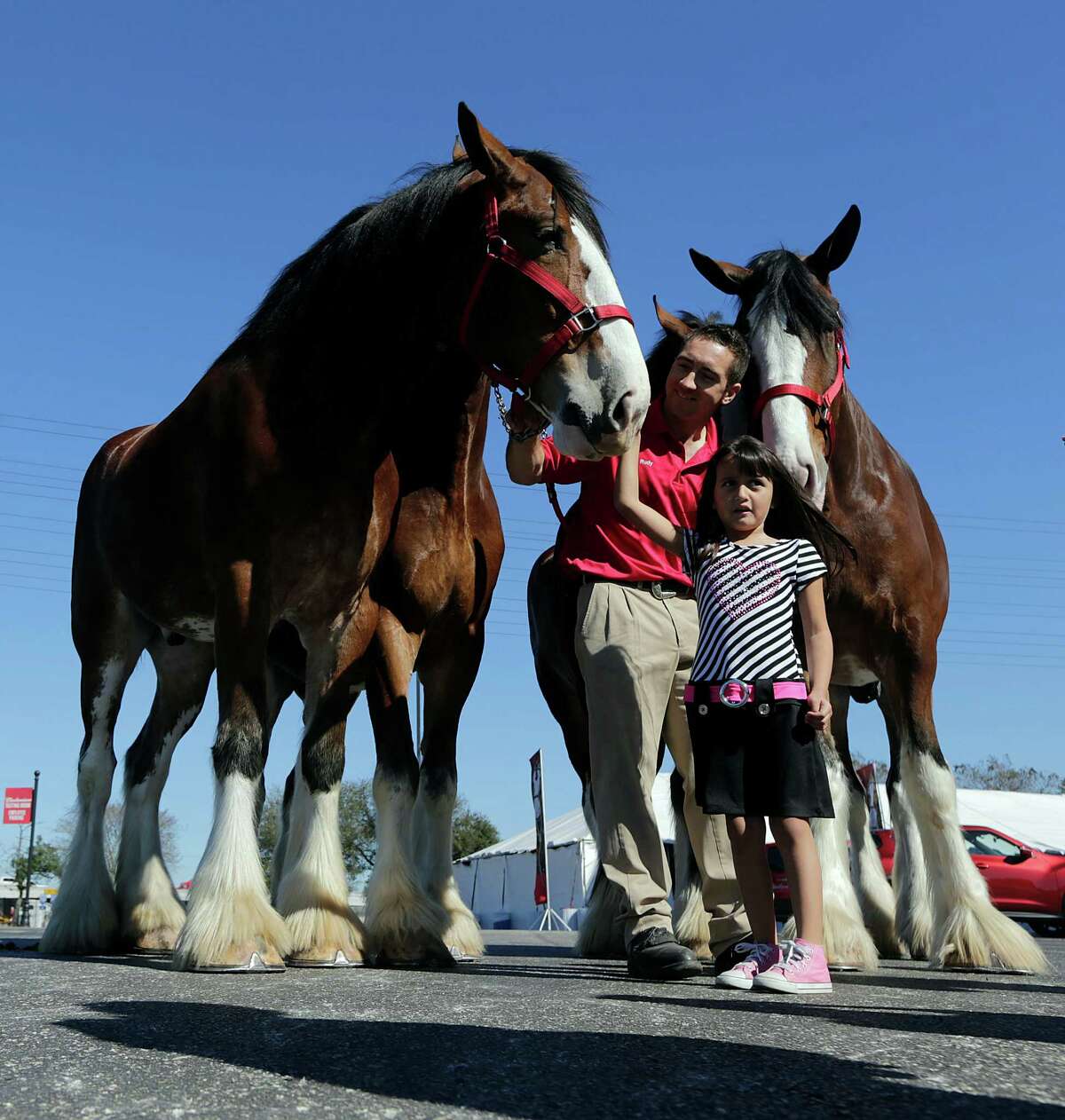 Hot Pick Budweiser Clydesdales