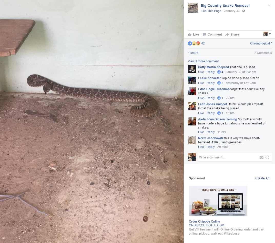 Family finds rattlesnake in toilet, then 23 more underneath their house -  CBS News