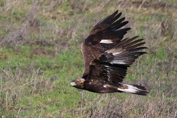 Once Gone Eagles Flourish In Bay Area Skies Sfchroniclecom