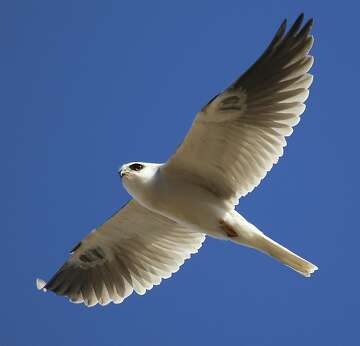 Raptors Feasting In Large Numbers In Bay Area Hills