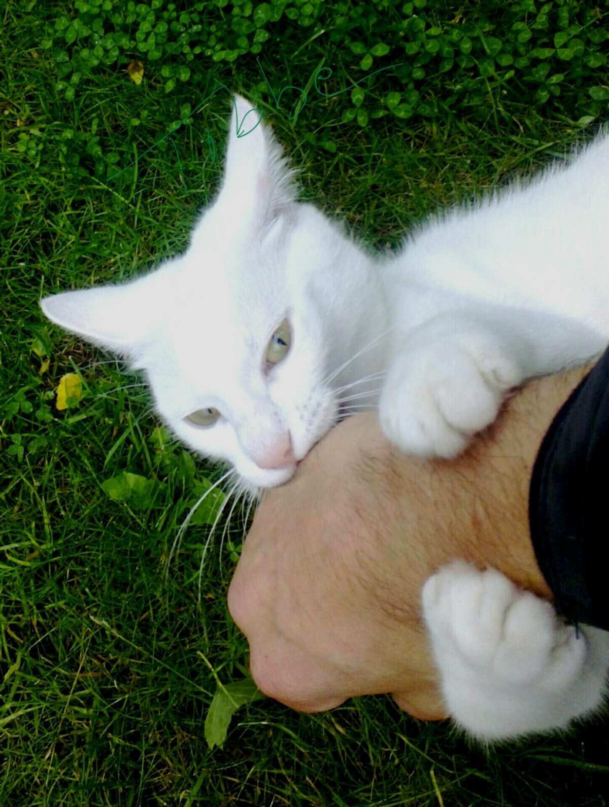 Directly Above Shot Of Cat Biting Owner Hand