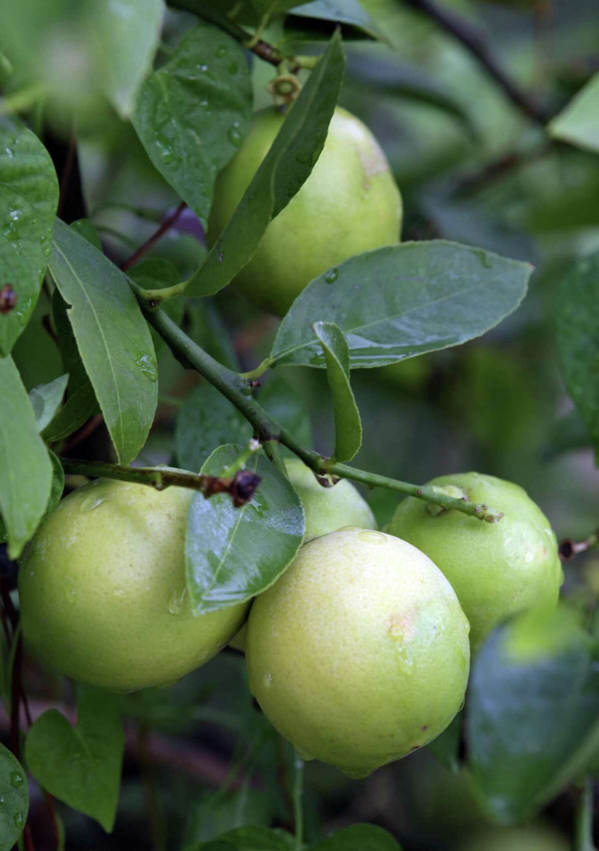 Citrus plantings received varying levels of damage from winter freezes. If you did not cover Mexican limes or Meyer lemons (pictured), the entire top could be killed.