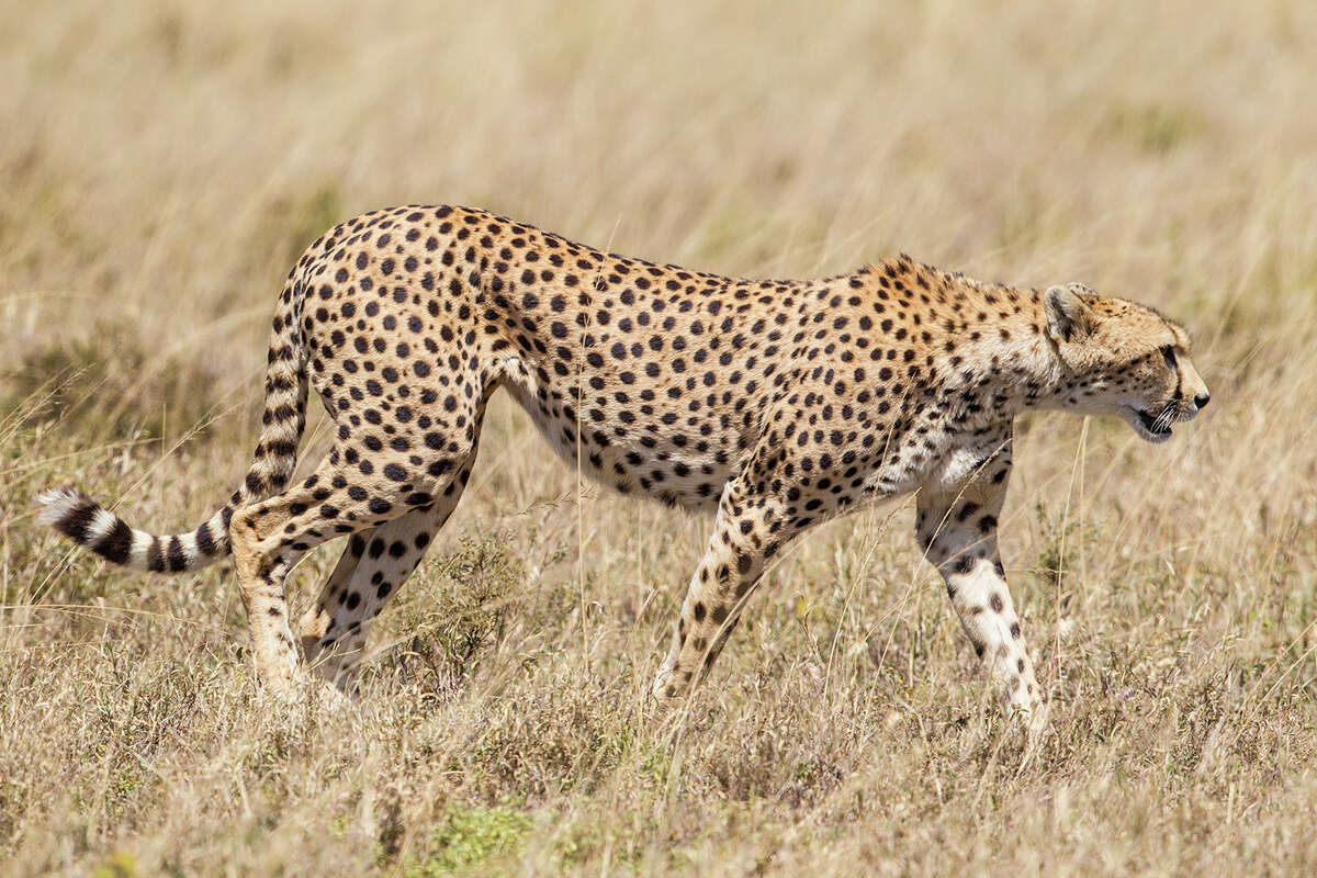 Cheetah Found in: Southern, North and East Africa Source: World Wildlife (nonprofit research group)