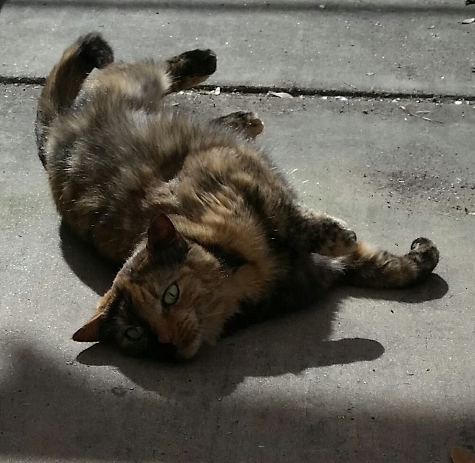 3 cats living at the Atascocita Walmart receive eviction notice