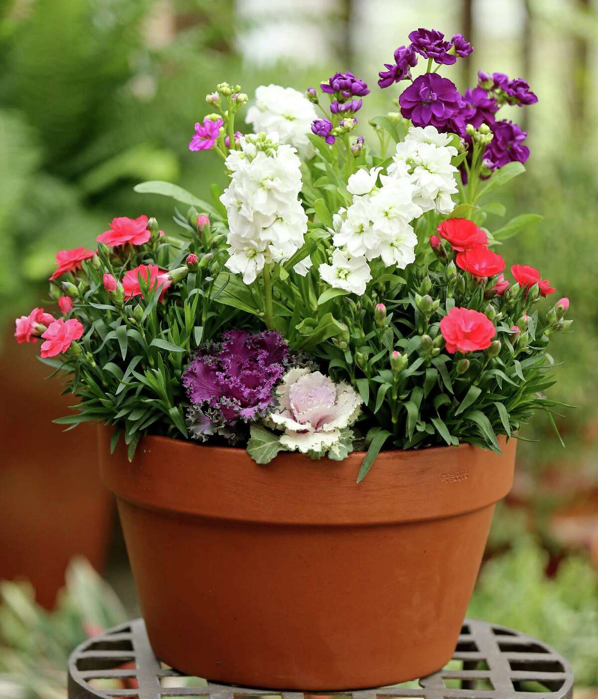 Pots Of Pleasure: Simple clay pots filled with ornamental kale, carnations and stock ensure Cupid's arrow hits its mark. From Shades Of Green.