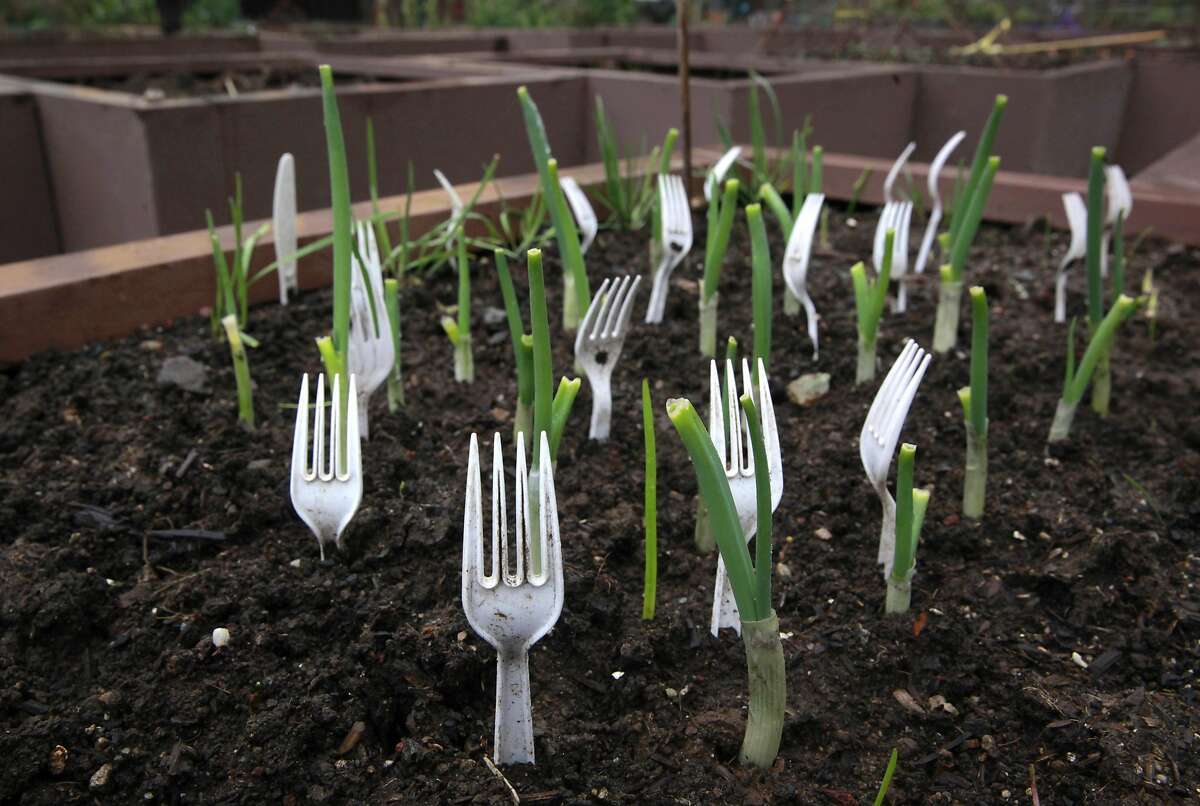 Plastic forks keep intruders away at the Alice Street Community Garden in downtown San Francisco, Ca. on Tuesday Feb. 7, 2017. Another community garden is set to be added to the list of nearly fifty, as the city prepares to open Geneva Community Garden.