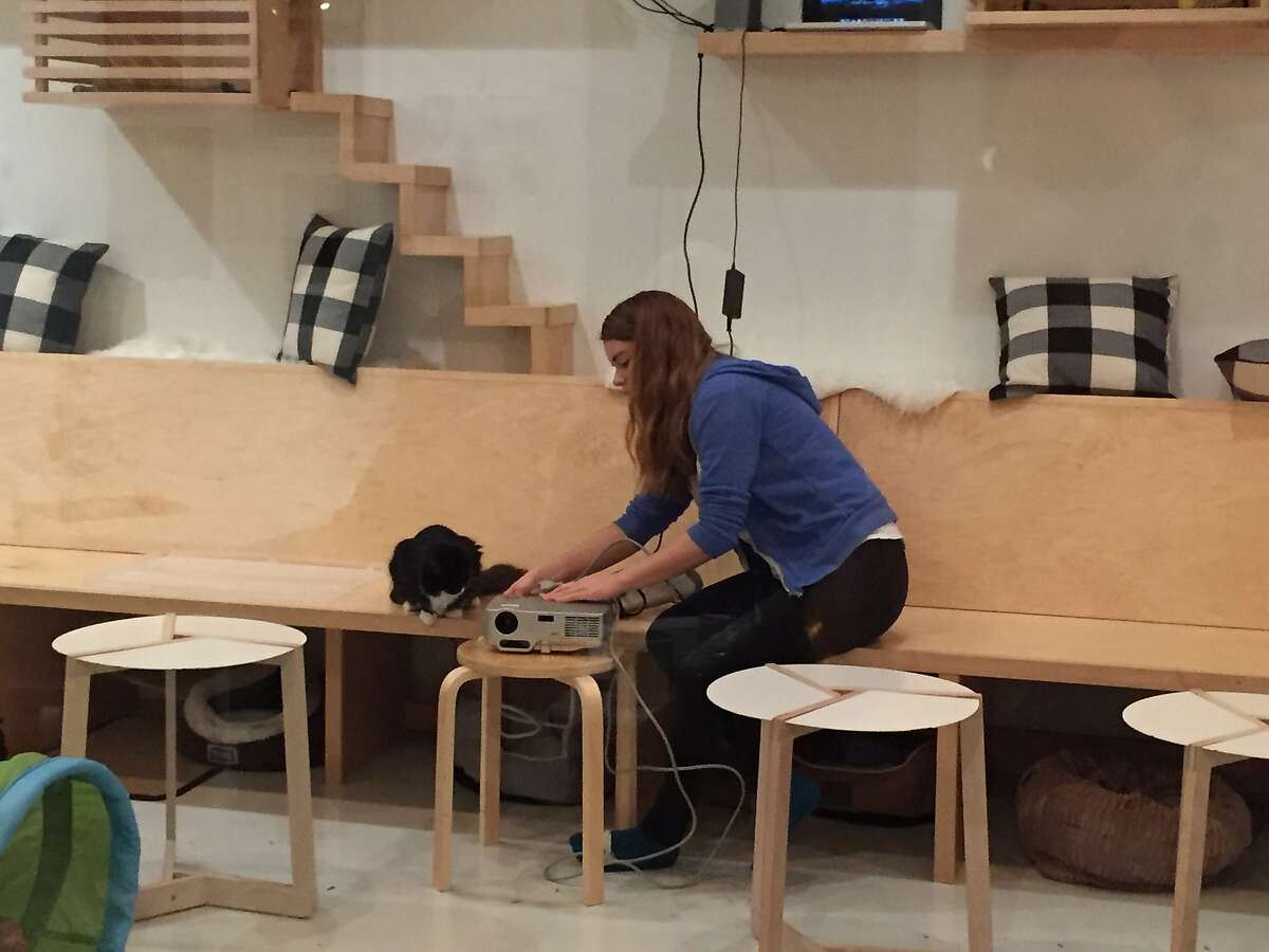 Courtney Hatt is the �Chief Feline Officer� of�KitTea Cat Caf� in San Francisco.