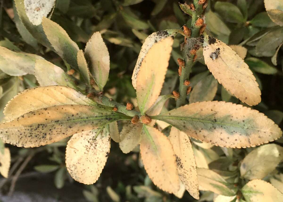 This shrub came with a readers' house 10 years ago. This year it has developed the black spots, with the leaves then discoloring and falling off.