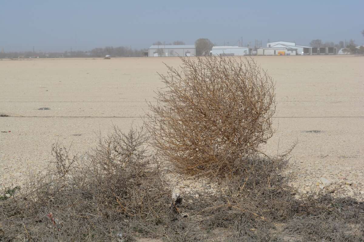 Video catches hundreds of tumbleweeds crossing Texas road in eerie