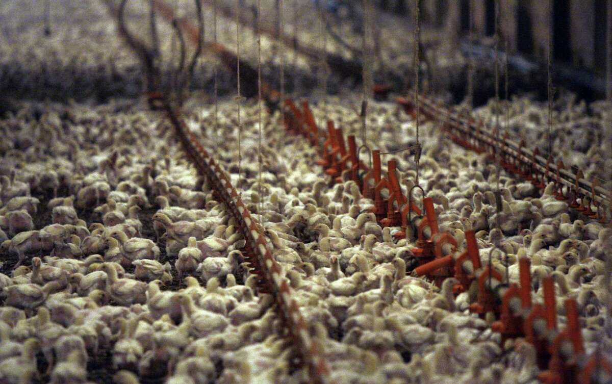 A group of former chicken farmers allege that the contract grower industry structure created by the nation’s largest poultry processors pushed them deep into debt.