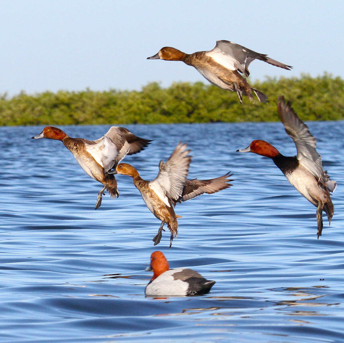 Survey confirms Texas' duck population soaring