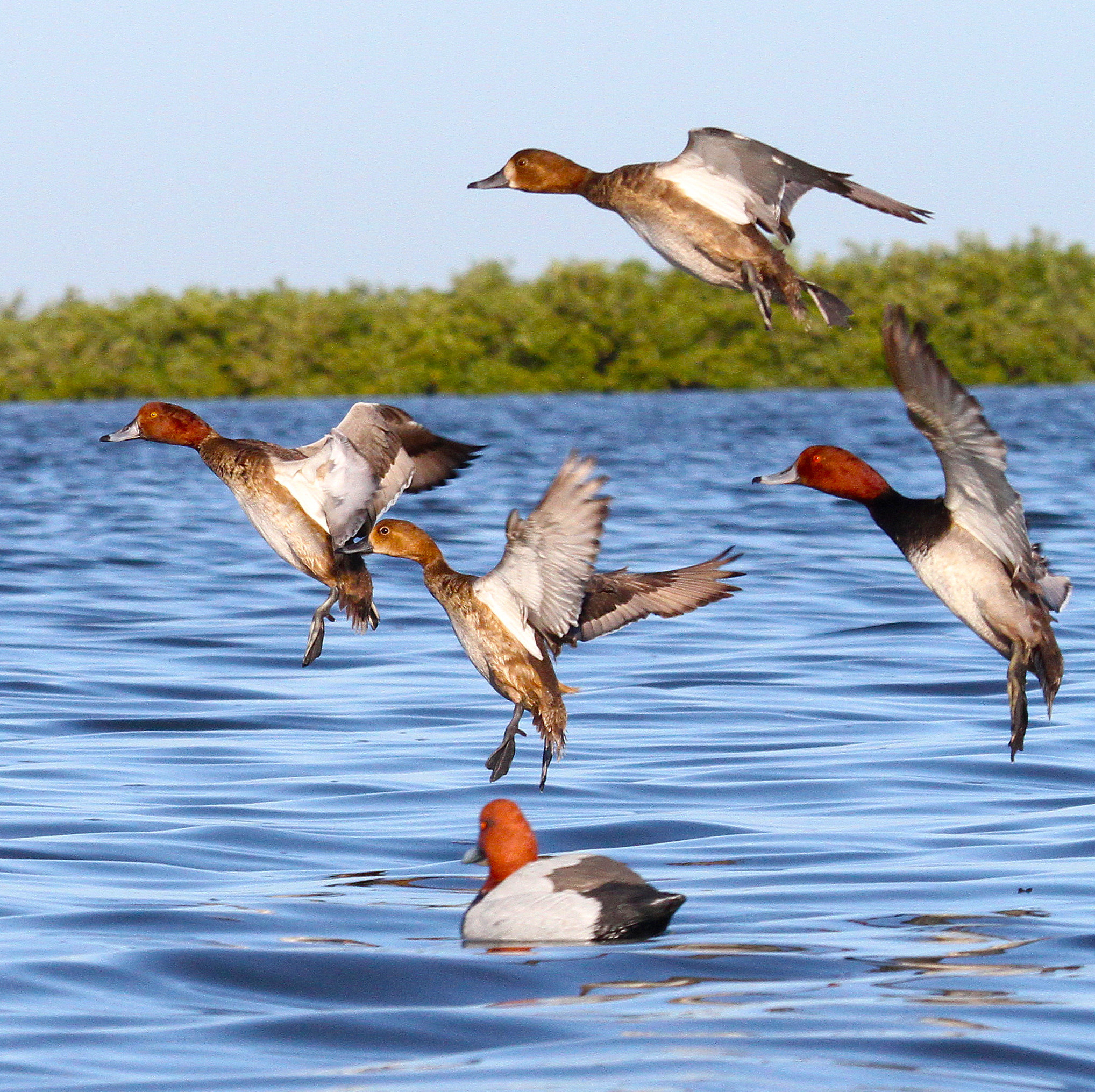 survey-confirms-texas-duck-population-soaring