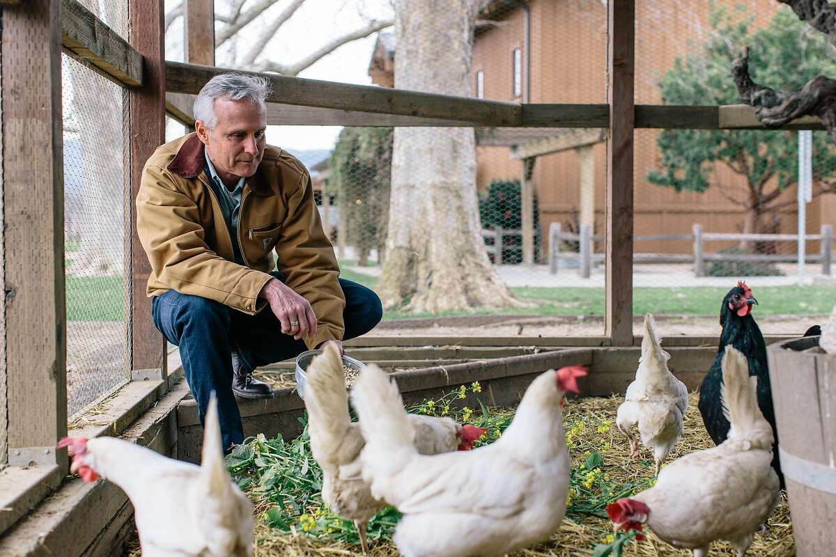 Robert Biale feeding the chickens on the grounds at Robert Biale Vineyards in Napa, California, on February 1, 2017.