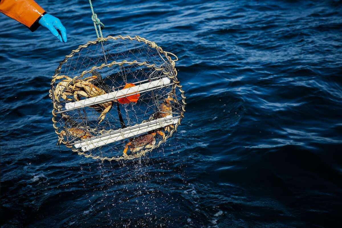 Going straight to the source a day of crabbing on Monterey Bay