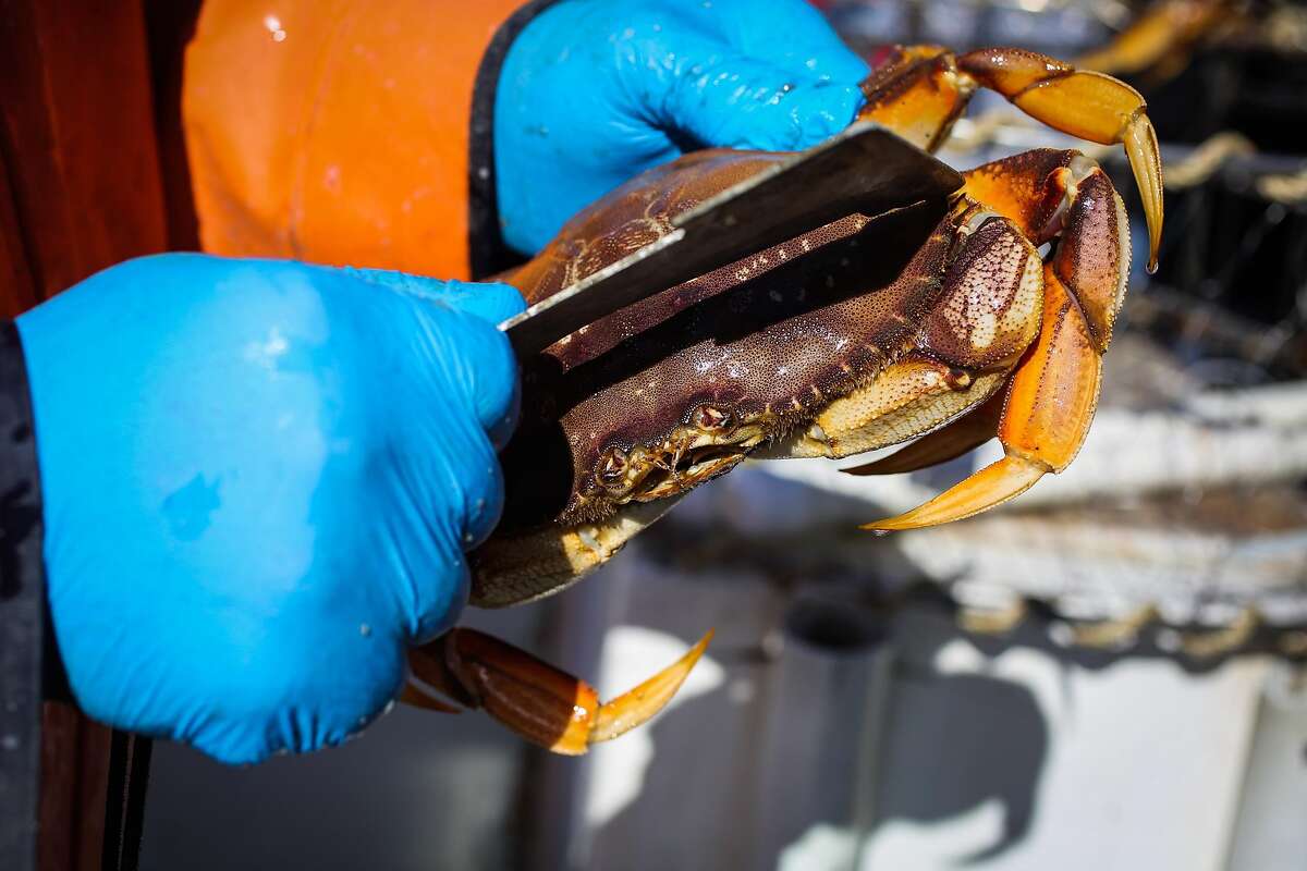 Going straight to the source a day of crabbing on Monterey Bay