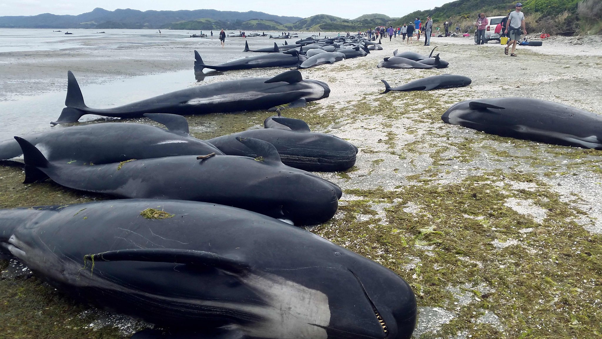 new zealanders save whales