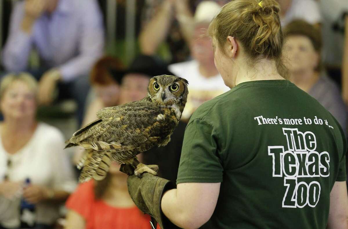 A great-horned owl is seen during a presentation by the Texas Zoo on the first weekend of the 2017 San Antonio Stockshow and Rodeo on Saturday, Feb. 11, 2017. Families took advantage of the warm weather to wander the stockshow grounds. Kids were fascinated by both exotic and domestic animals that were on display. This was the first year for Zoomagination to have an exhibit at the stockshow. (Kin Man Hui/San Antonio Express-News)
