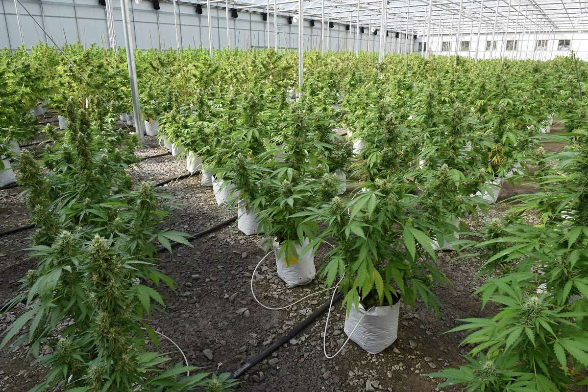 Greenhouse at the Vireo medical marijuana facility in the Tryon Technology Park on Wednesday, Sept. 21, 2016 in Johnstown, N.Y. (Lori Van Buren / Times Union)