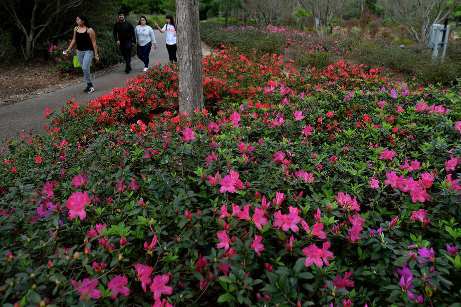 Signs Of Early Spring Show At Shangri La Gardens Beaumont Enterprise Ashanty Esquivel And Friends Walk Past Blooming Azaleas At Shangri La Botanical Gardens Nature Center