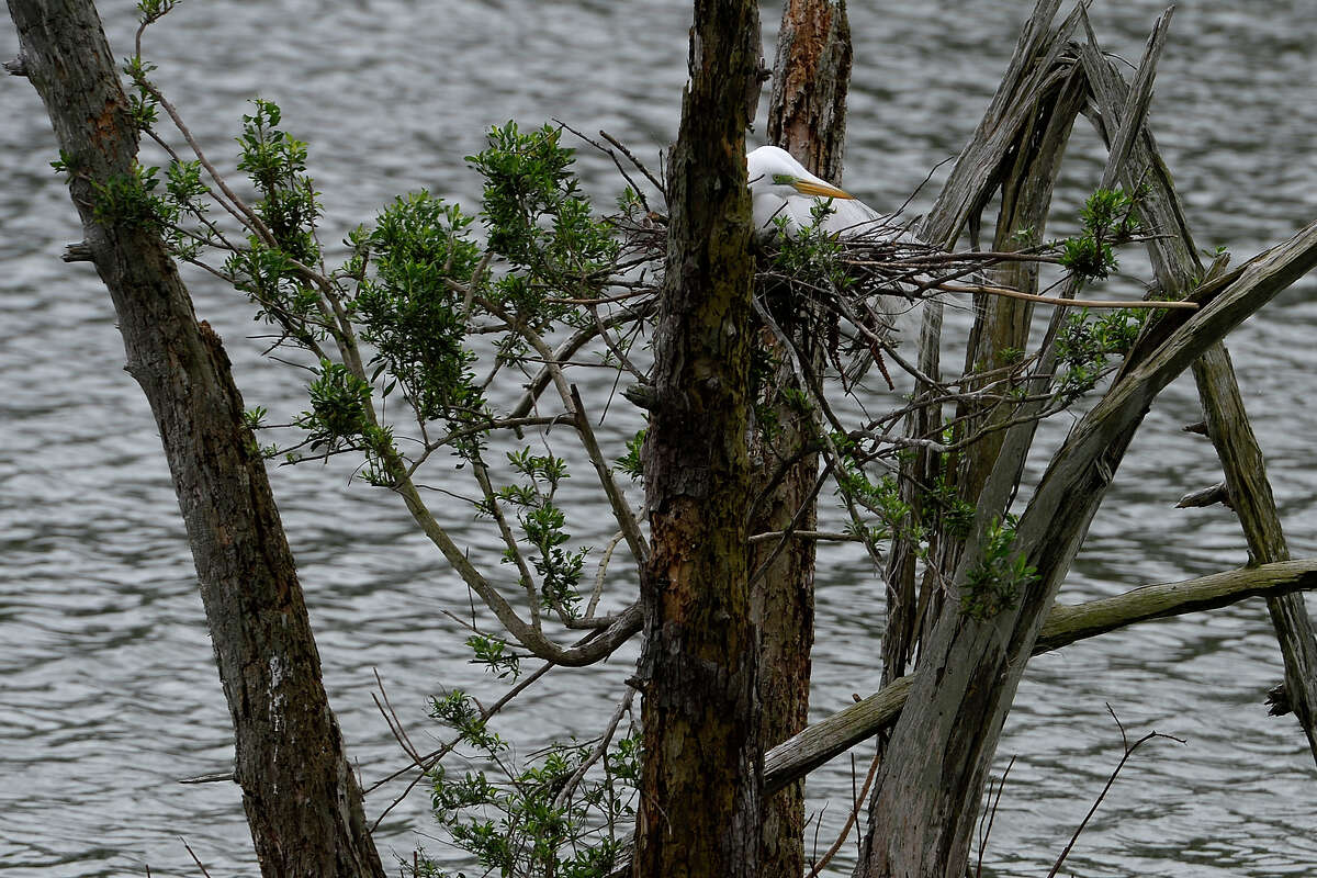 A great egret nests in a tree at Shangri La Botanical Gardens and Nature Center in Orange on Friday. The mild winter has brought back birds and azalea blooms earlier than usual. Photo taken Friday 2/10/17 Ryan Pelham/The Enterprise