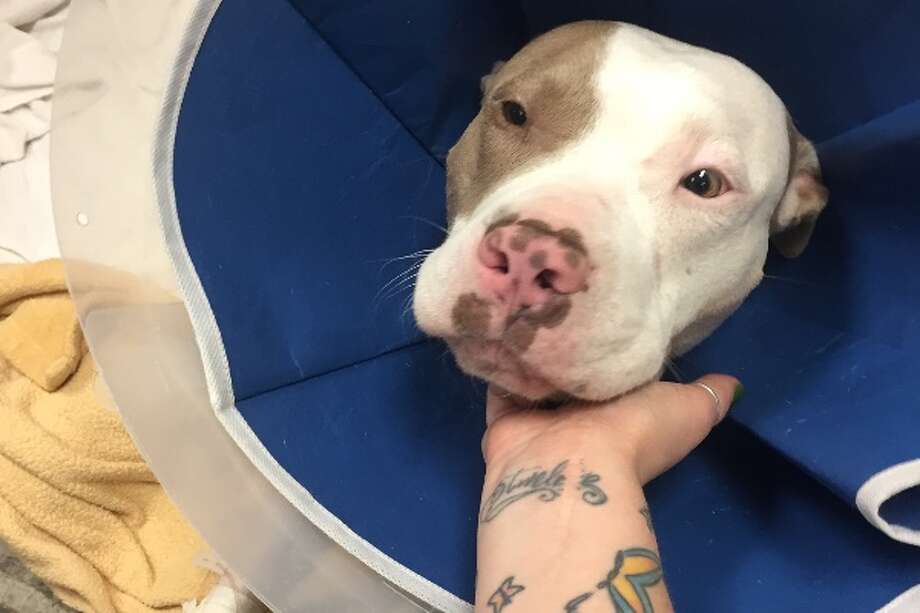 Public Response Helps Ensure Healing For Rescued Pitbull Public Response Helps Ensure Healing For Rescued Pitbull