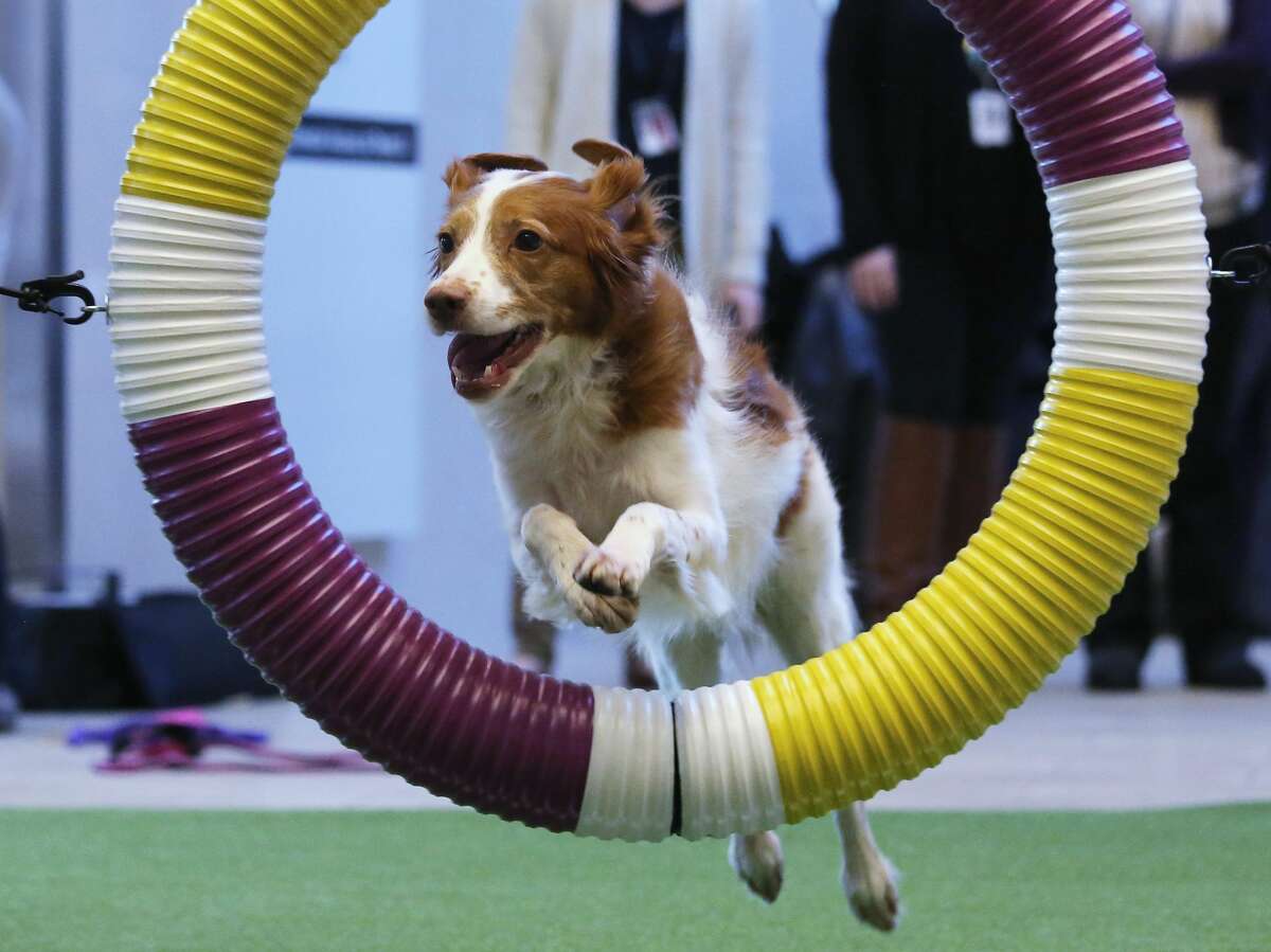 Beagle competing in the Westminster Dog Show agility contest just