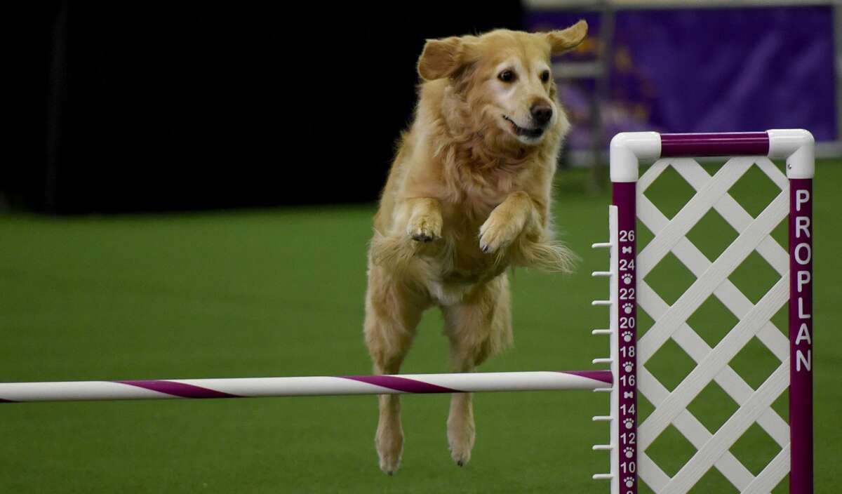 Beagle competing in the Westminster Dog Show agility contest just