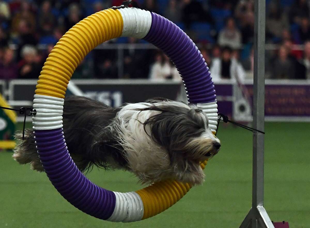 Beagle competing in the Westminster Dog Show agility contest just