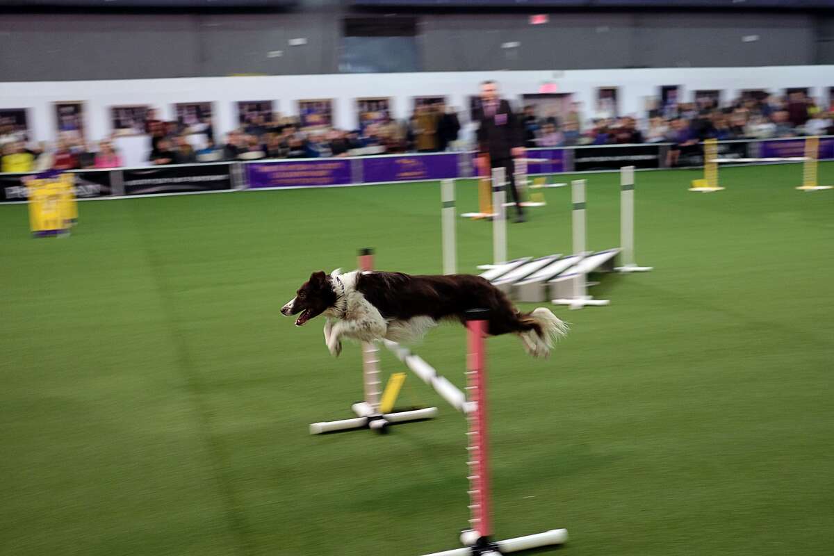 Beagle competing in the Westminster Dog Show agility contest just