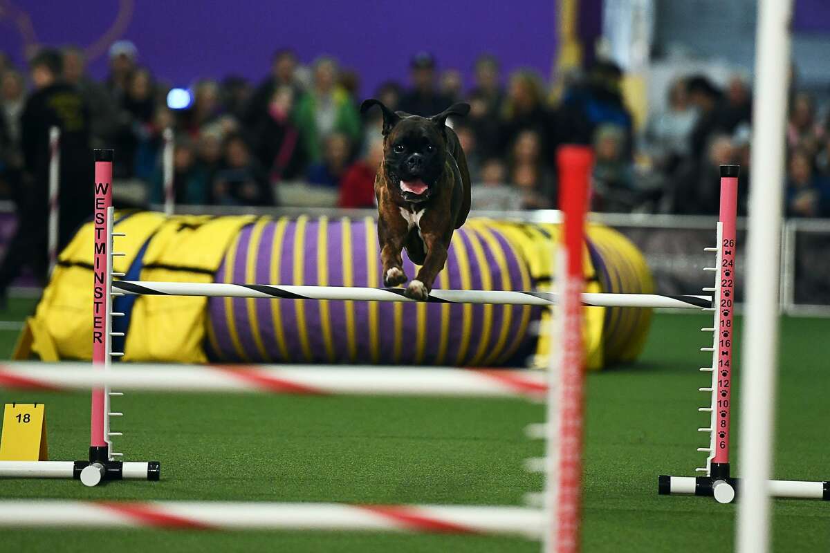 Beagle competing in the Westminster Dog Show agility contest just