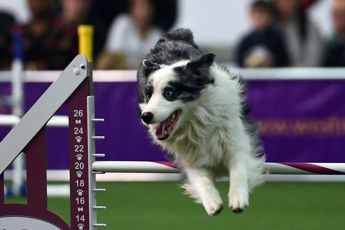 A dog competes during the 4th Annual Masters Agility Championship in New York on February 11, 2017 at the 141st Annual Westminster Kennel Club Dog Show.