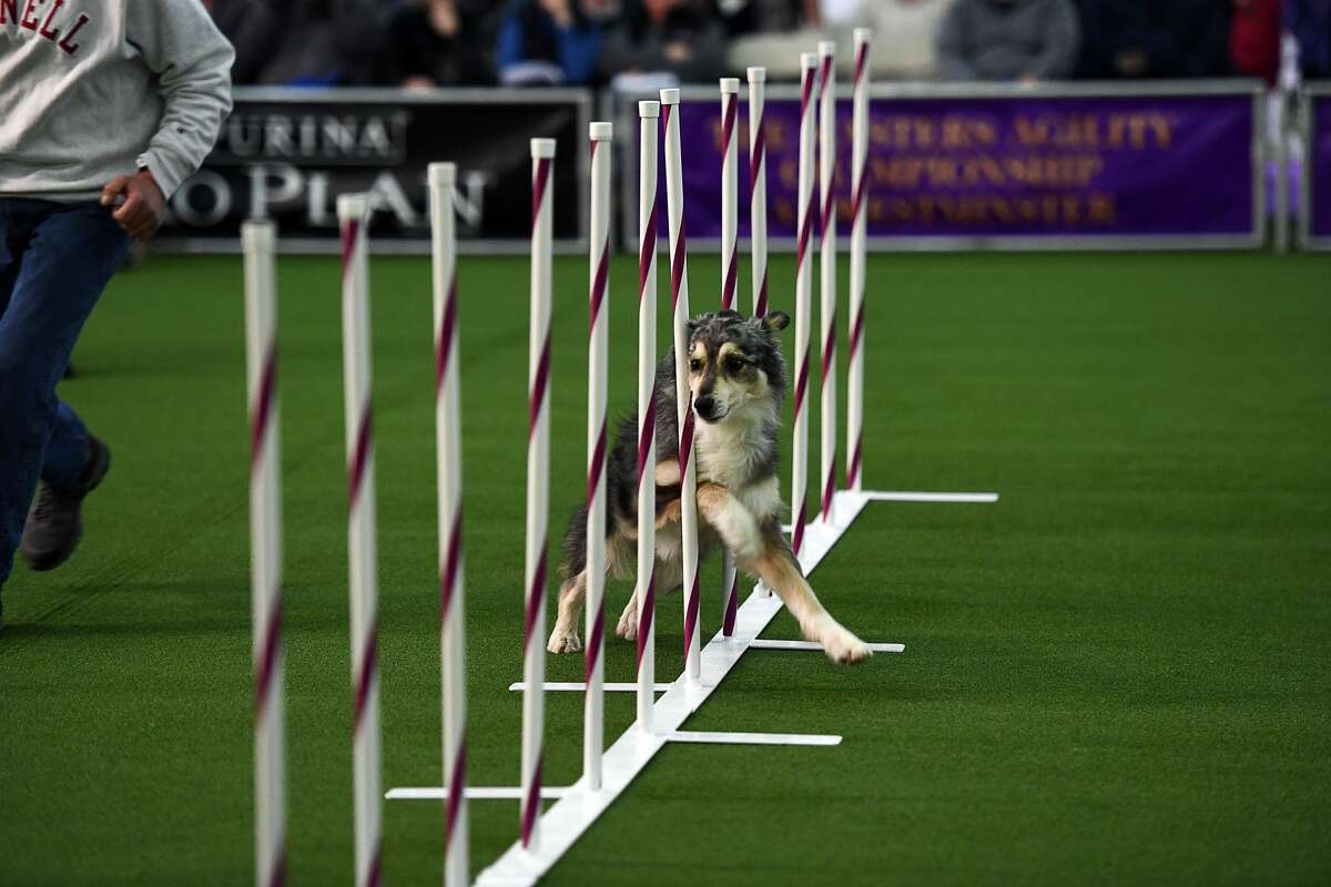 Dogs competing in the Westminster Dog Show agility contest