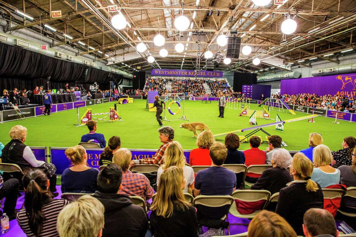 Attendees watch as a dog participates in the agility competition during the annual Meet the Breed event ahead of the 141st Westminster Kennel Club Dog Show in New York, U.S., on Feb. 11, 2017. The Westminster Kennel Club Dog Show, first held in 1877, is America’s second-longest continuously held sporting event, behind only the Kentucky Derby.