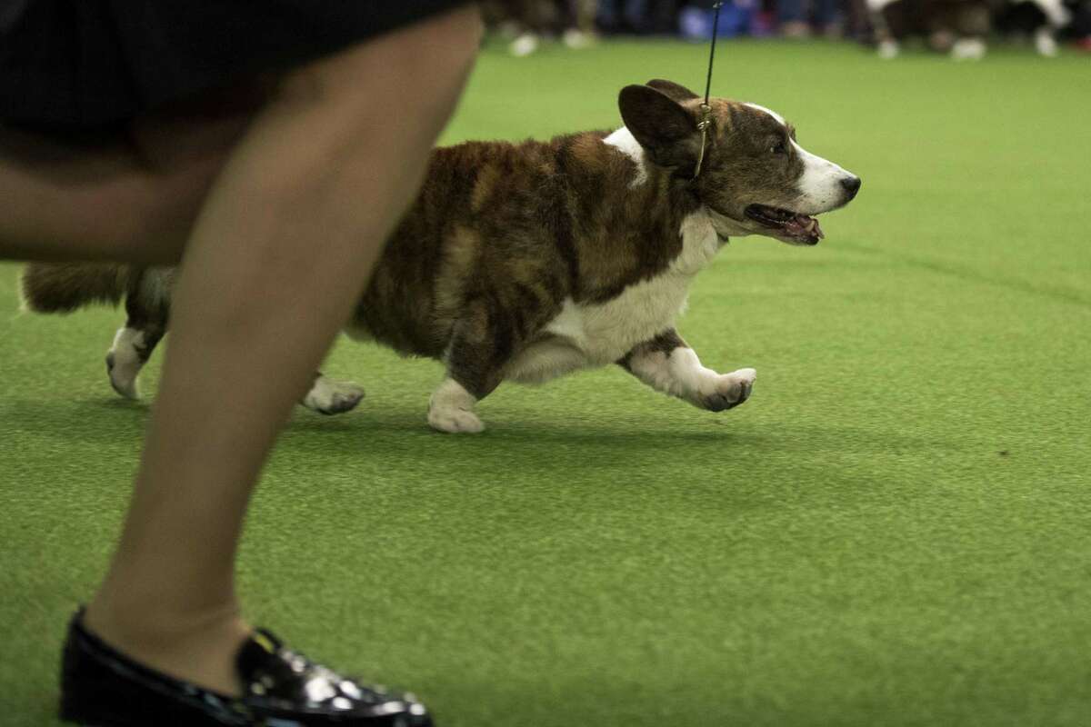 A Pembroke Welsh Corgi runs during competition at the 141st Westminster Kennel Club Dog Show on 13, 2017 in New York City. There are 2874 dogs entered in this show with a total entry of 2908 in 200 different breeds or varieties, including 23 obedience entries.