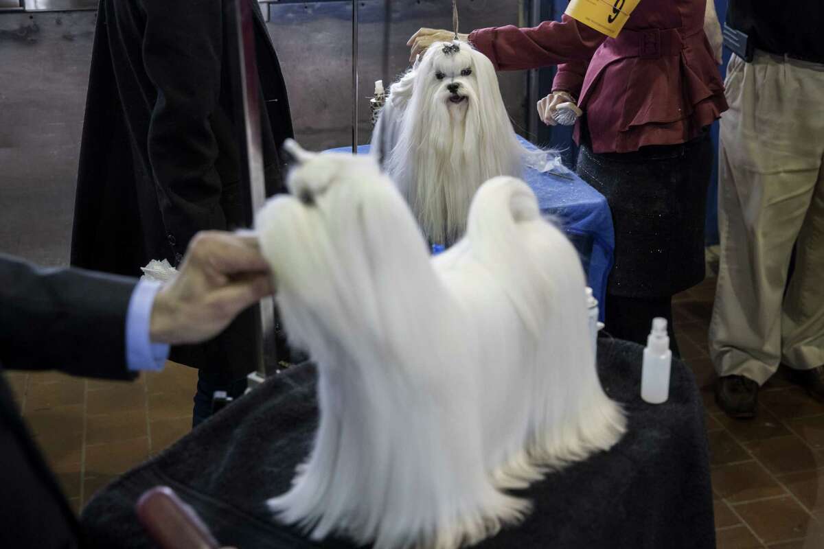 Patty Hearst a double winner at the Westminster dog show