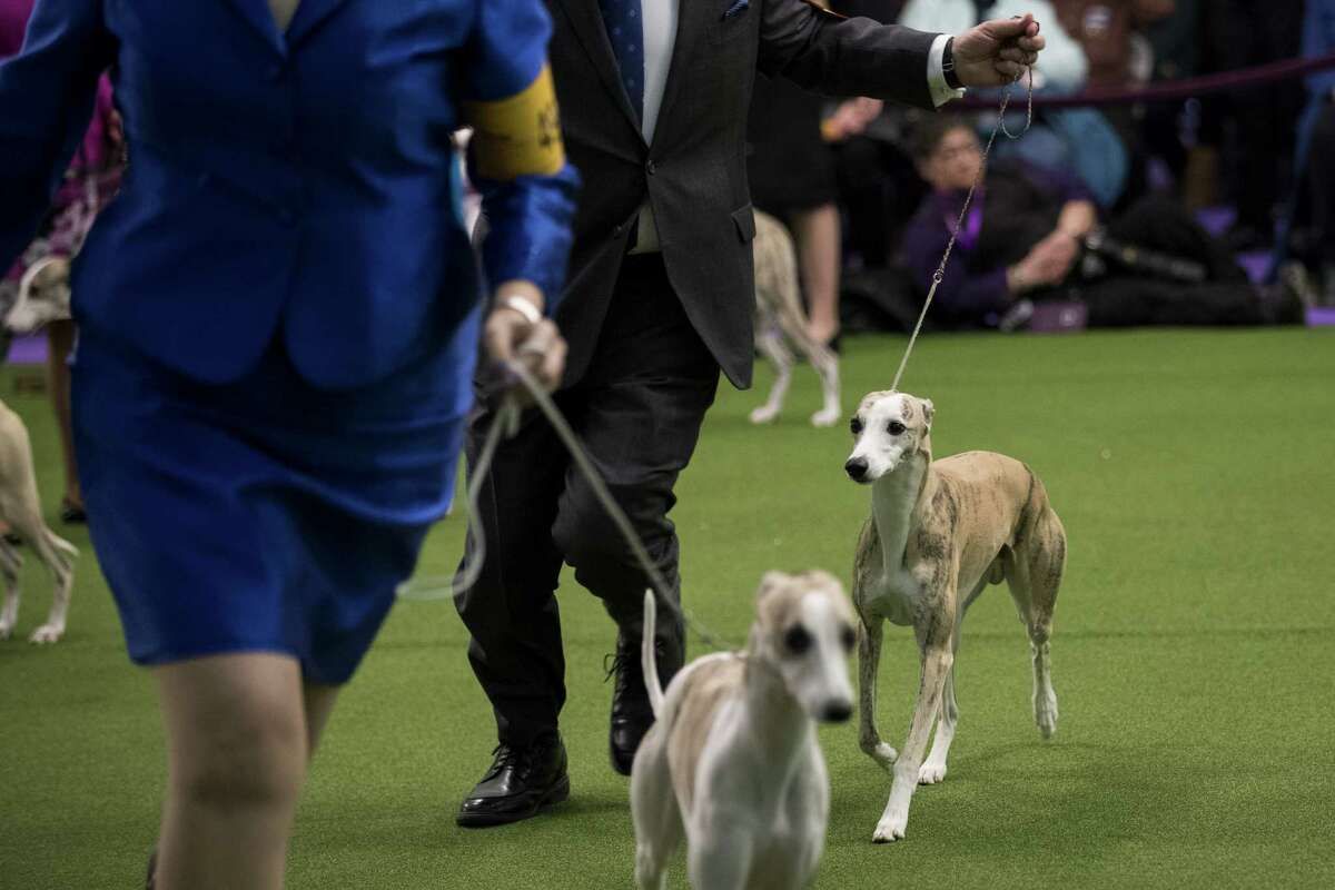 Patty Hearst a double winner at the Westminster dog show