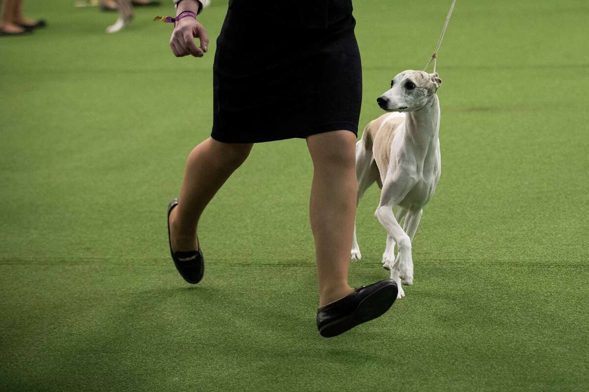 Patty Hearst A Double Winner At The Westminster Dog Show