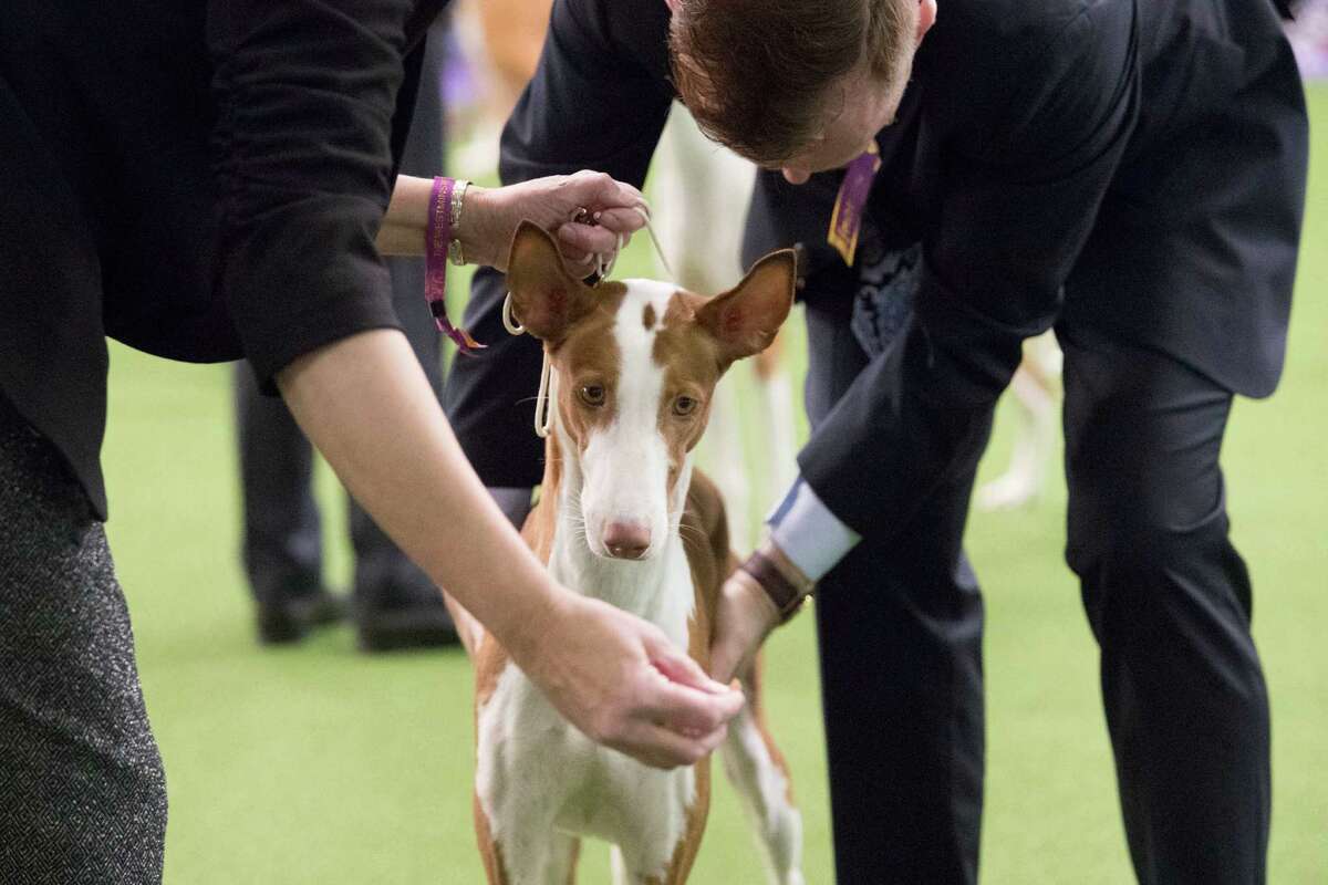 Patty Hearst a double winner at the Westminster dog show