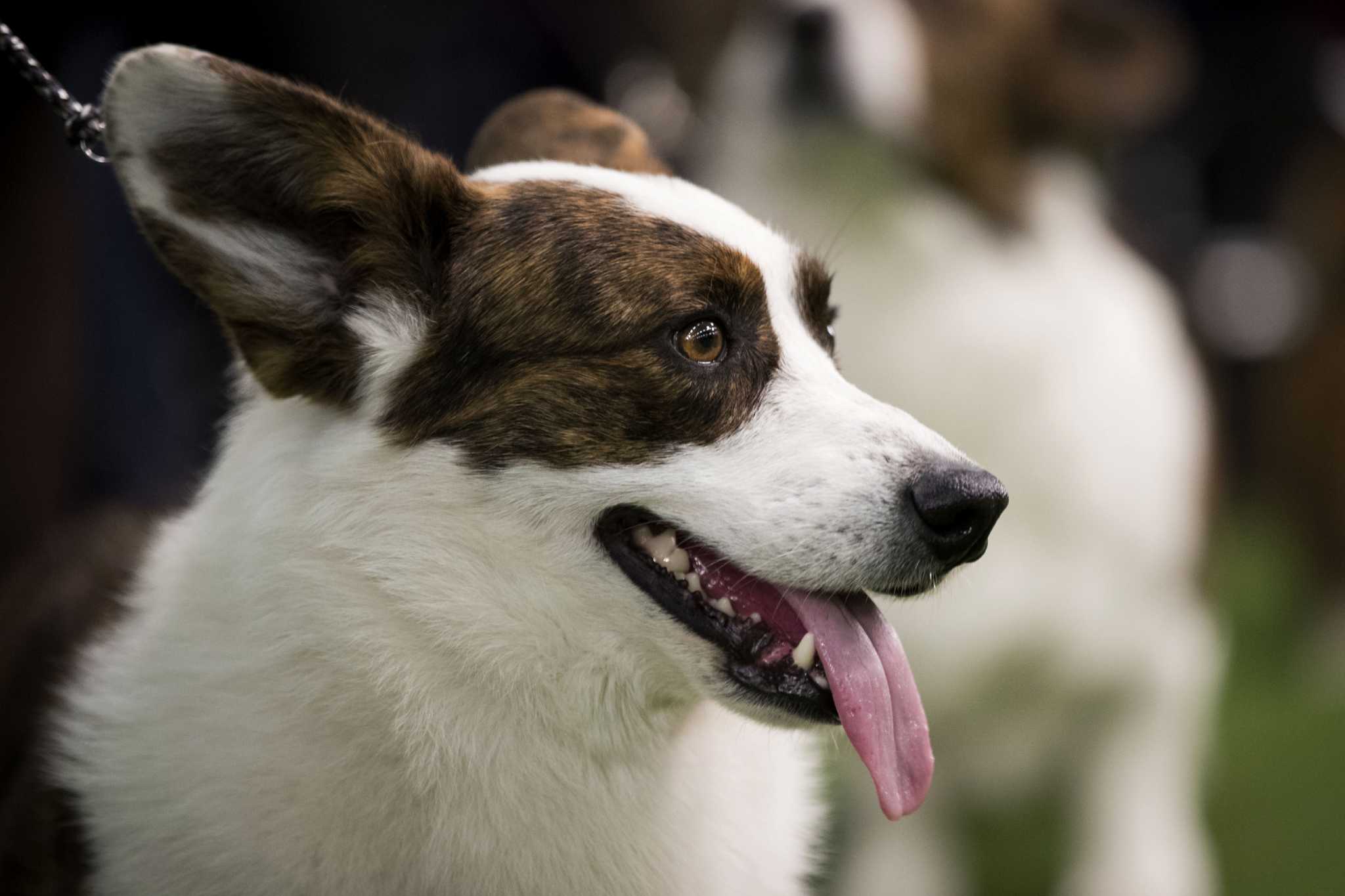 A thief stole a doggy day-care van with 12 pups inside. Amateur sleuths got the dogs home safe. - Vimarsana News