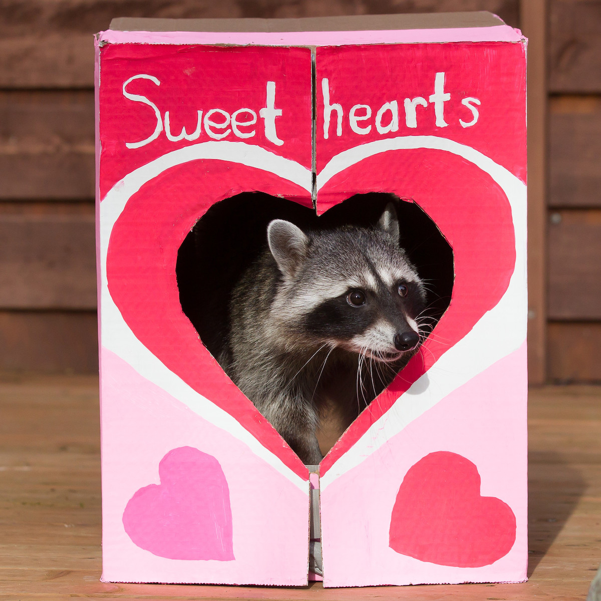 Valentine's Day events around Seattle the whole family will love