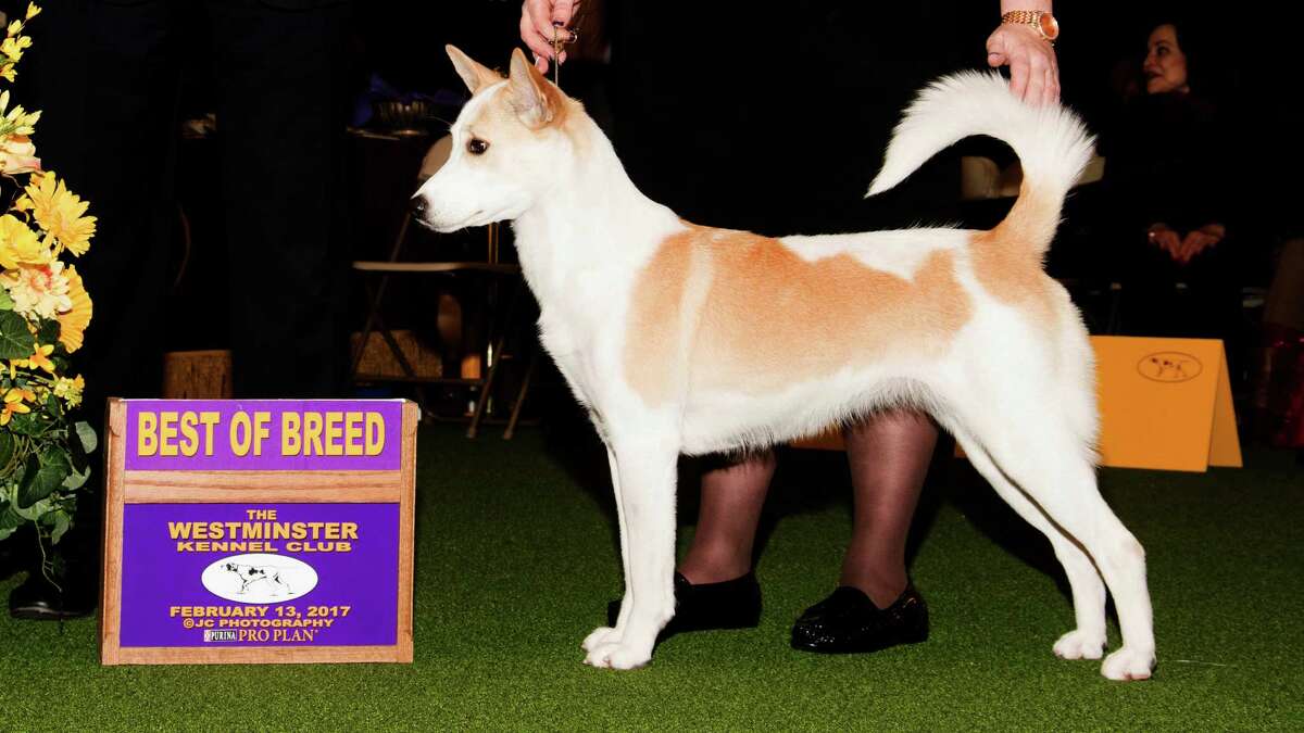 Caliente Dangerous Gale Force Winds was named best of breed in the Canaan dog category at the Westminster Kennel Club Dog Show.