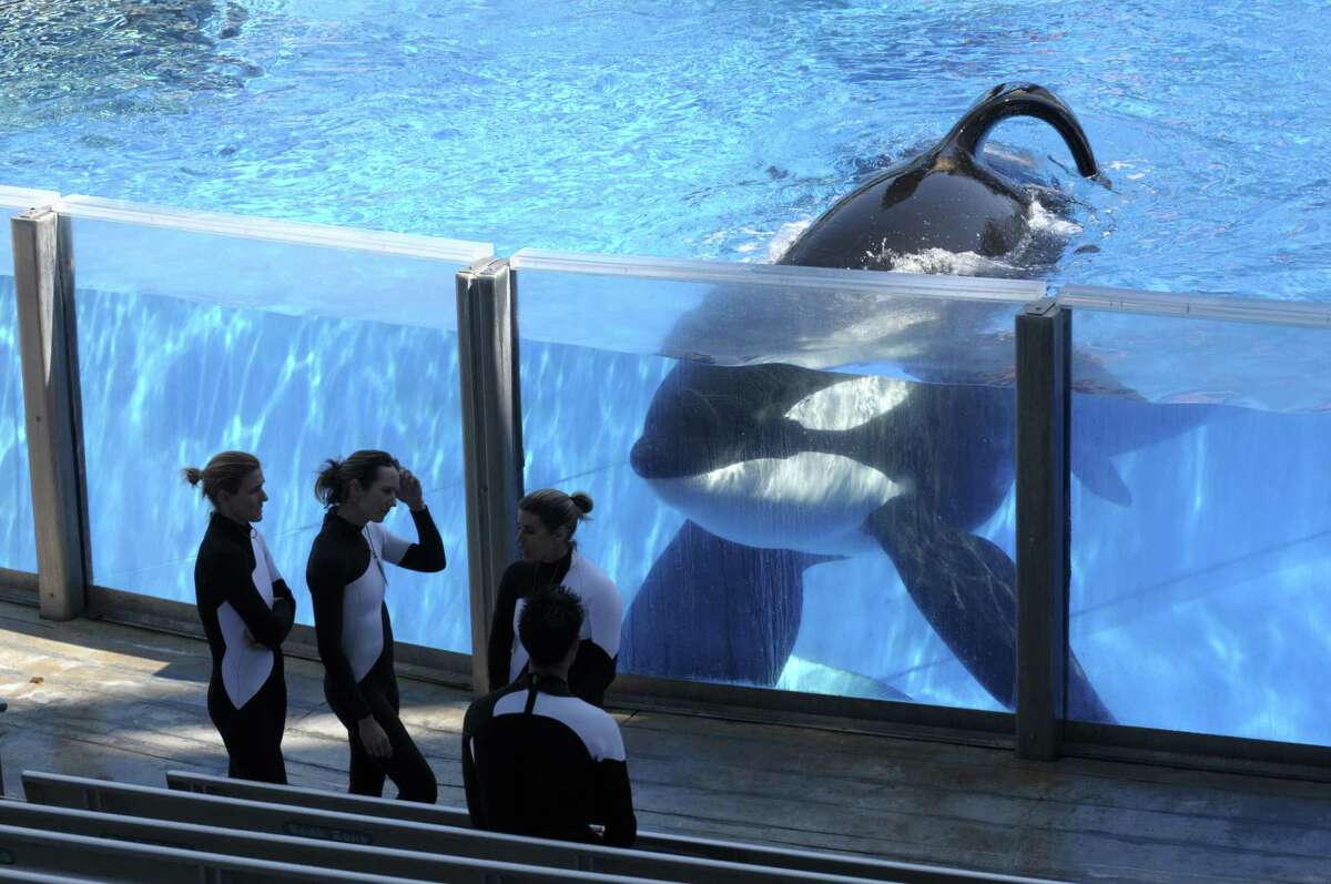 SeaWorld Entertainment Inc. posted a net loss of $11.9 million, or 14 cents a share, in the three month period ended Dec. 31, the company said Tuesday.