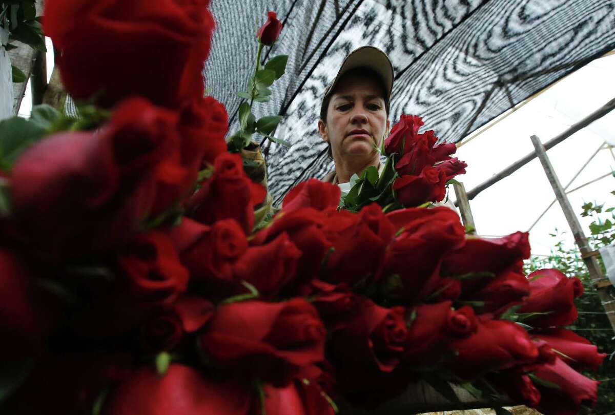 In this Jan. 20, 2017 photo, a worker packs rose buds to be shipped to the United States ahead of Valentine's Day, at the Ayura flower company in Tocancipa, north of Bogota, Colombia. The National Retail Federation projects total U.S. shoppers will spend $18.2 billion on Valentine’s Day gifts this year.
