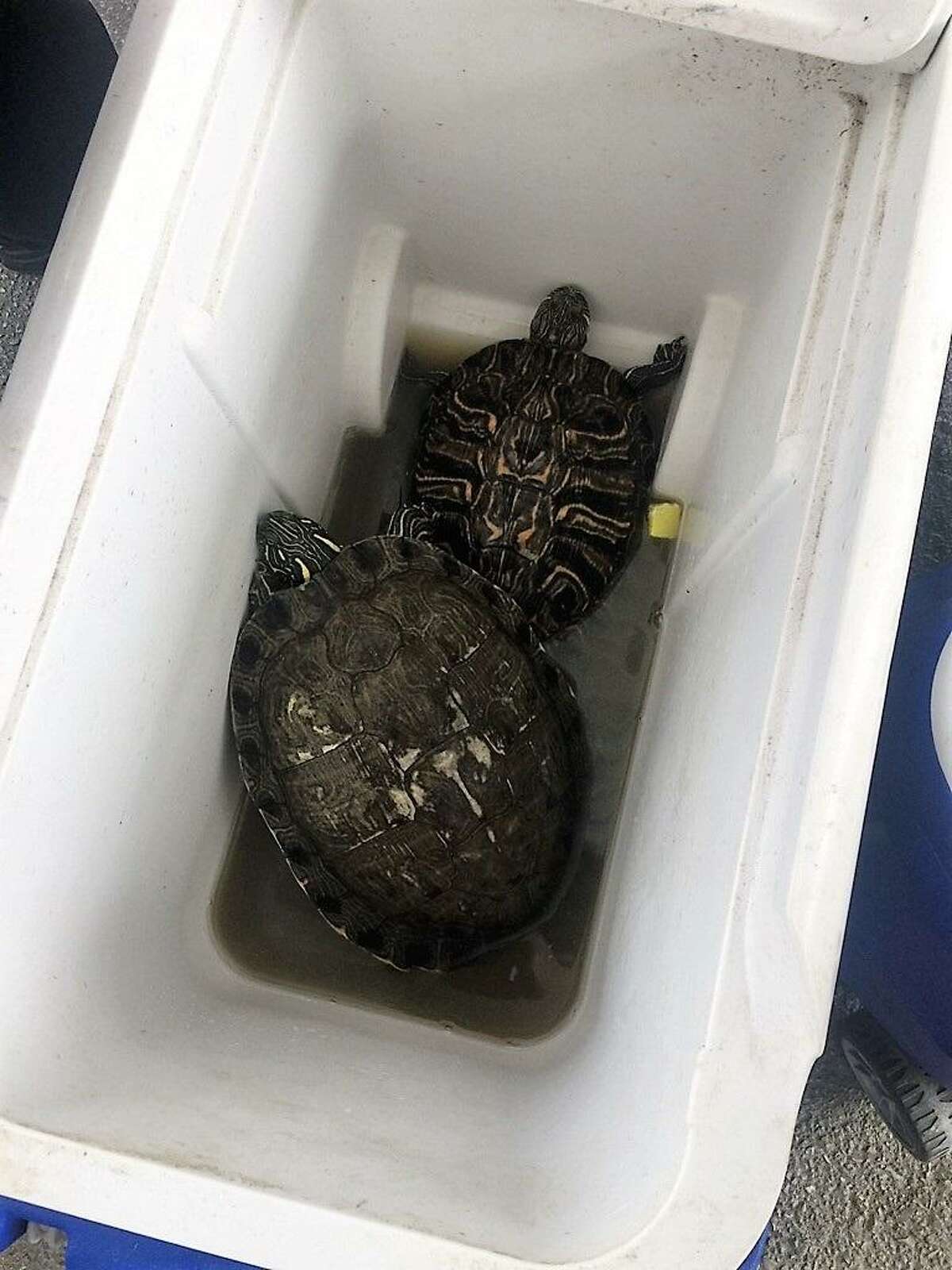 Animal Care Services officers rescued two turtles at an East Side apartment after the resident was evicted and left the pets behind along with another turtle and female pit bull mix.