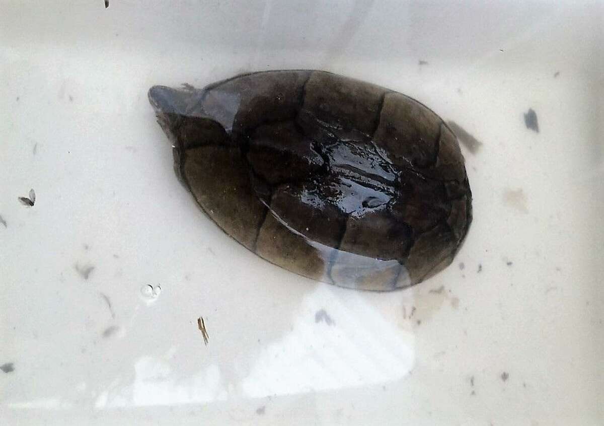 Animal Care Services officers rescued a small turtle at an East Side apartment after the resident was evicted and left the pet behind along with two other turtles and a female pit bull mix.