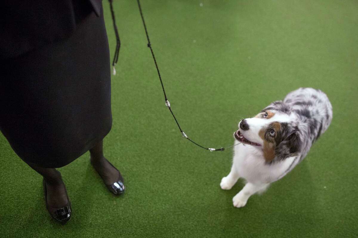 Patty Hearst a double winner at the Westminster dog show