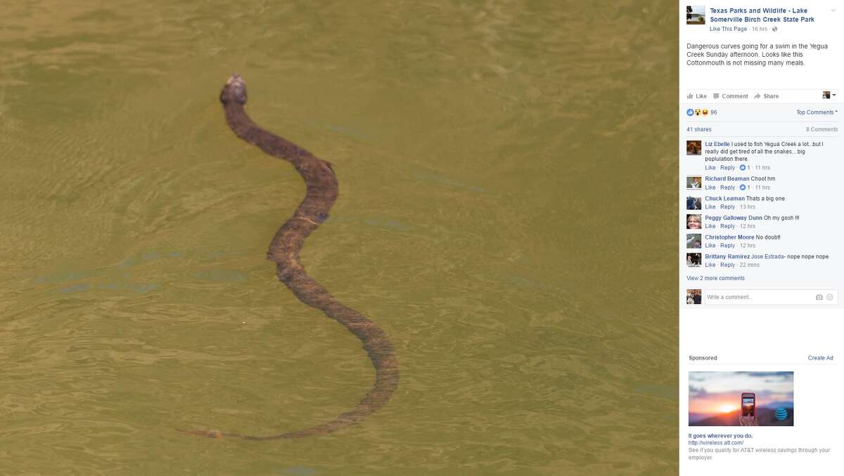 24 rattlesnakes found in Texas house -- including one in the toilet